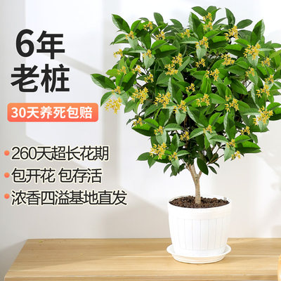 绿植好养易活客厅小盆景桂花树苗