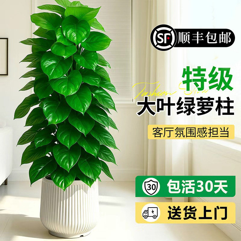 送货上门 大叶绿萝柱盆栽客厅大型绿植室内好养绿箩植物乔迁新居