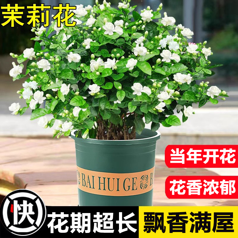 茉莉花盆栽浓香型花卉办公室内鲜花四季老桩树苗阳台好养小绿植