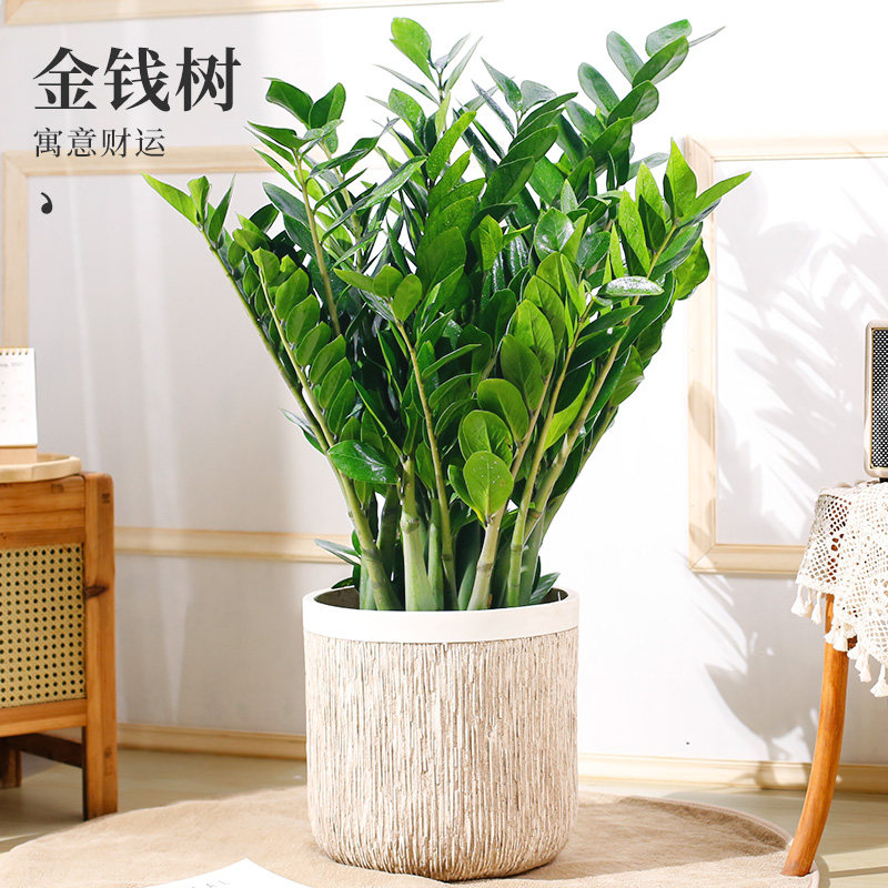 大型金钱木盆栽植物办公室内花卉客厅钱串子四季绿植好养活金钱树