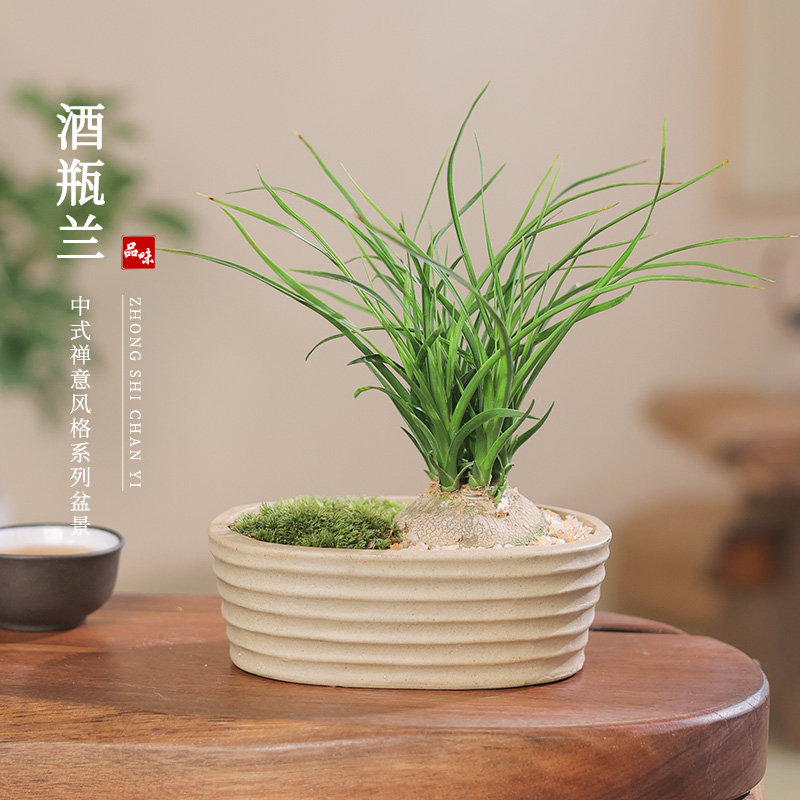 酒瓶兰盆栽摆件趣味植物盆景