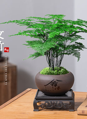 文竹盆栽四季常青桌面盆景