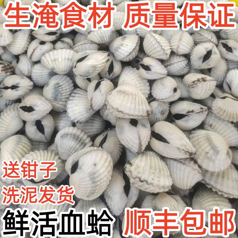 鲜活血蛤新鲜雪蛤血蚶血蛤蜊毛蛤毛蛤蜊海鲜鲜活水产贝类生淹食材