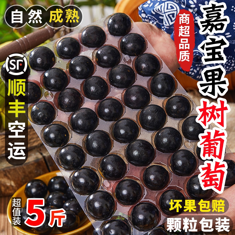 嘉宝果+树葡萄+新鲜孕妇现摘水果