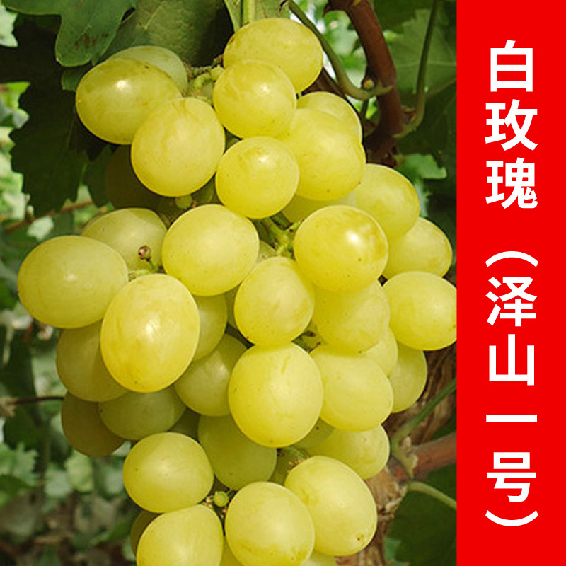 泽山一号葡萄正宗大泽山葡萄现摘新鲜葡萄白玫瑰葡萄4斤山东特产