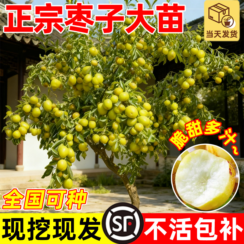 枣树特大果树苗带土球发南北方超甜沾化冬枣树庭院地栽种植果树苗