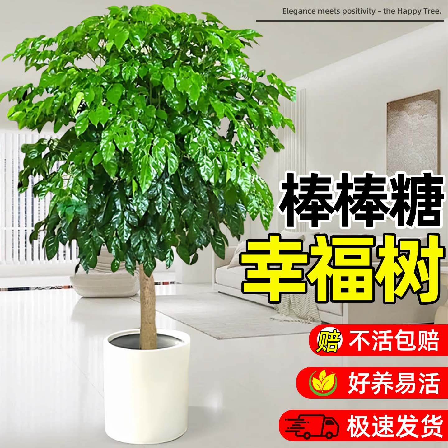 独杆棒棒糖幸福树客厅大盆栽花卉绿植平安树净化空气四季好养植物