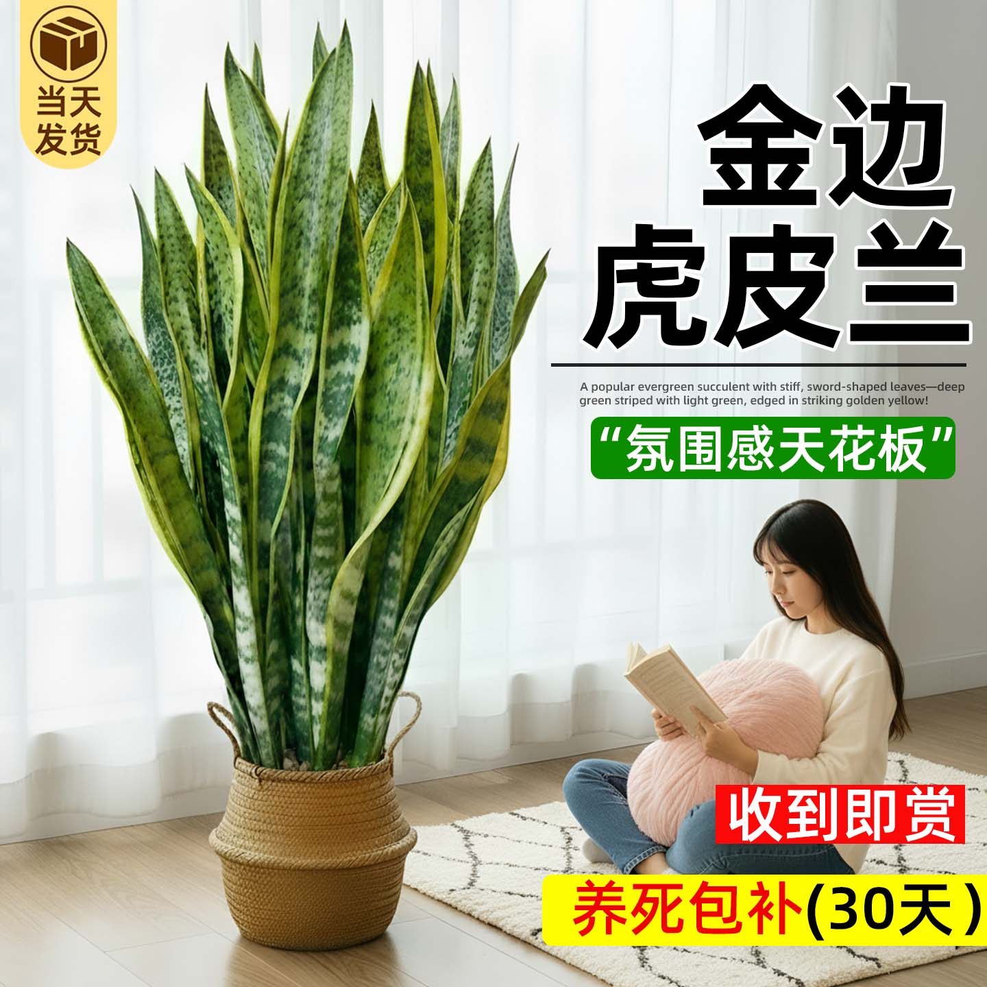 金边虎皮兰盆栽客厅大型绿植物四季常青净化空气懒人好养青虎尾兰,鲜花速递/花卉仿真/绿植园艺,大型绿植/成品组合盆栽,淘宝优惠券,粉丝福利购,淘宝优惠卷