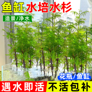水杉水培树苗鱼缸造景盆栽室内客厅鱼池水杉苗水生植物盆景好养活
