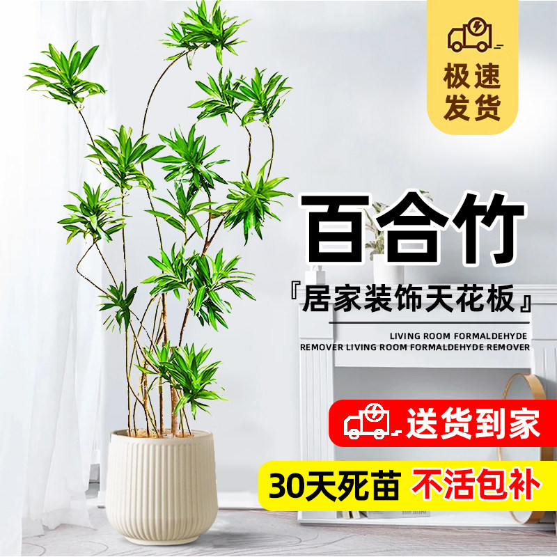 百合竹室内高端大型盆栽图片