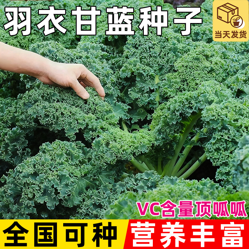 白紫红羽衣甘蓝种子食用营养高秋冬紫色蔬菜阳台自种种子四季盆栽