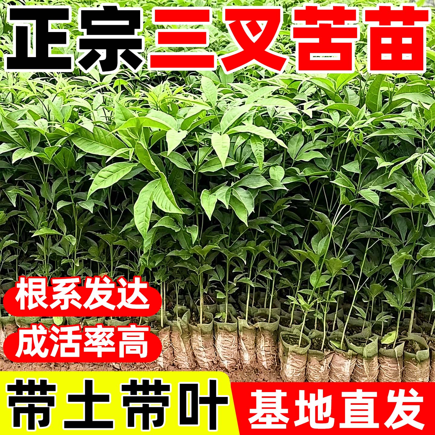 广西正宗三叉苦树苗三丫苦药材三桠小黄散树苗带土带叶南方种植物 - 实物图