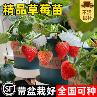 四季草莓苗盆栽奶油红颜草莓秧大棚种植当年结果新苗带土裸根果苗