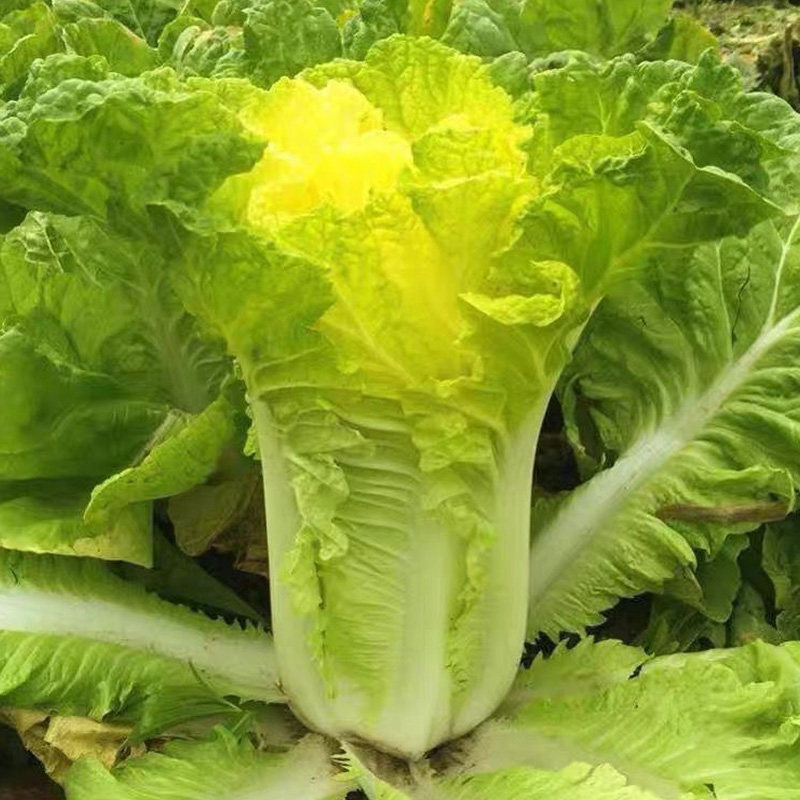 北京小杂菜种子黄色包心白菜快菜种子农家早熟黄心大白菜种孑大全