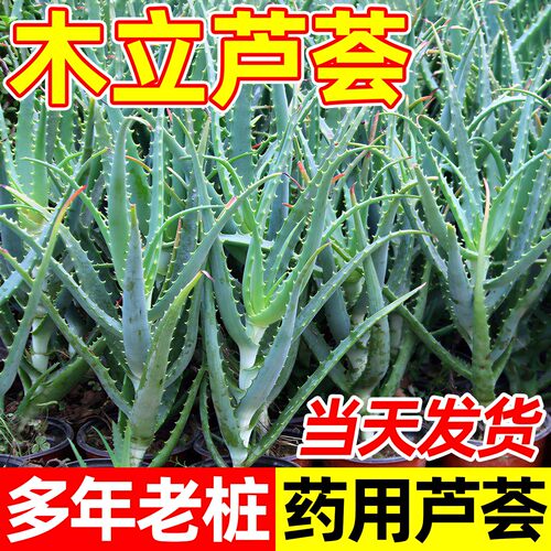 日本木立芦荟龙爪菊多肉盆栽