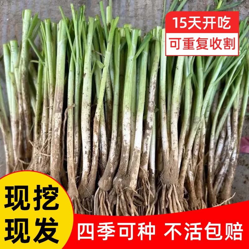 现挖韭菜根苗大宽叶四季庭院阳台农家盆栽种植可食用根红种籽种子