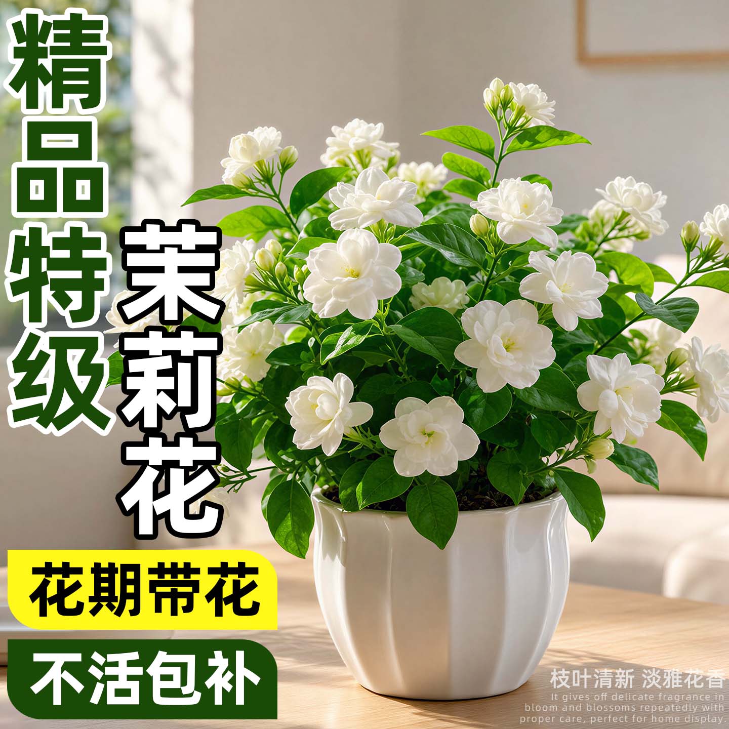 室内阳台茉莉花盆栽好养活图片