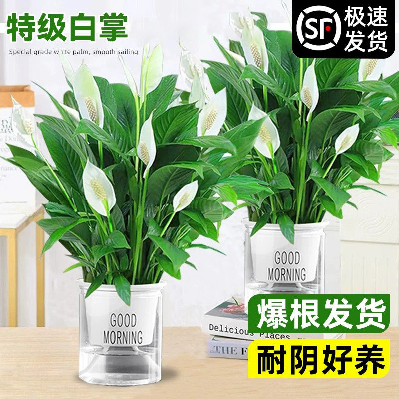 白掌盆栽带花水培植物室内客厅桌面水培红掌绿萝懒人好养花卉植物