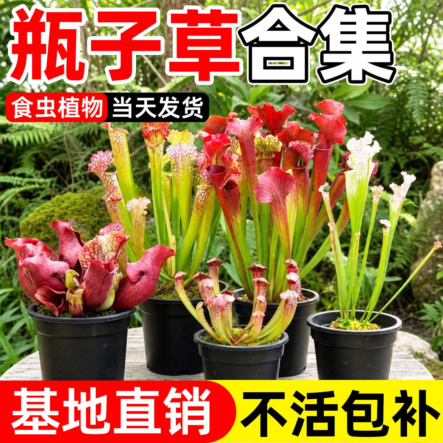 朱迪思瓶子草食虫植物好养盆栽图片