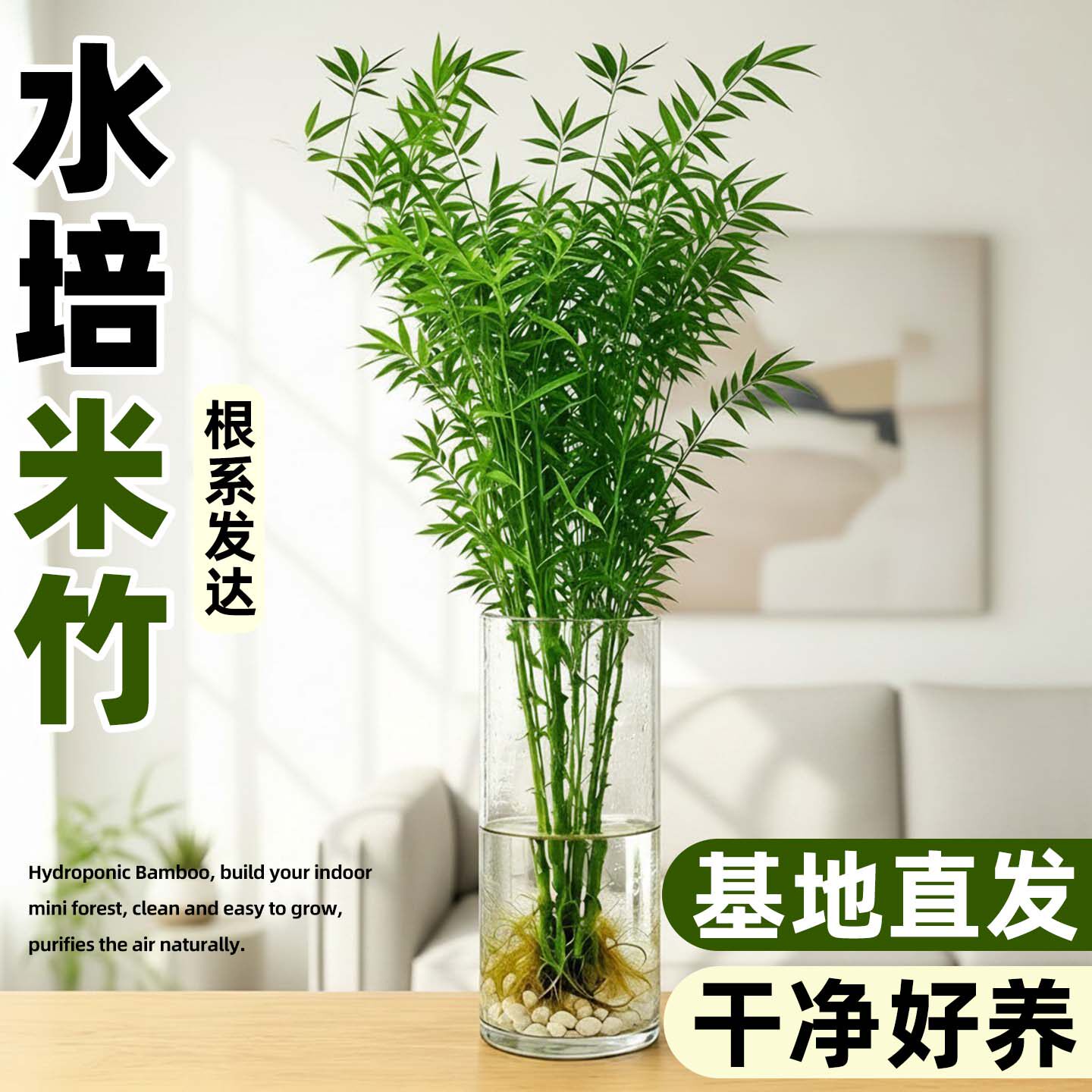 水培米竹绿植室内客厅桌面水养景观苔藓球盆景懒人好养高档绿植物