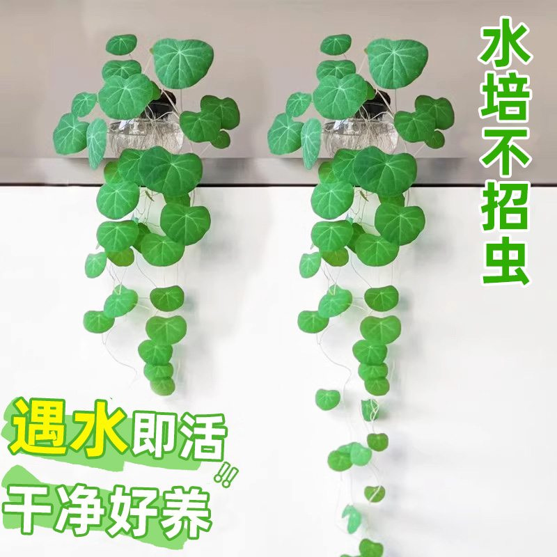 水培山乌龟爬藤植物一叶龟盆栽红藤种球室内桌面圆叶绿植四季好养
