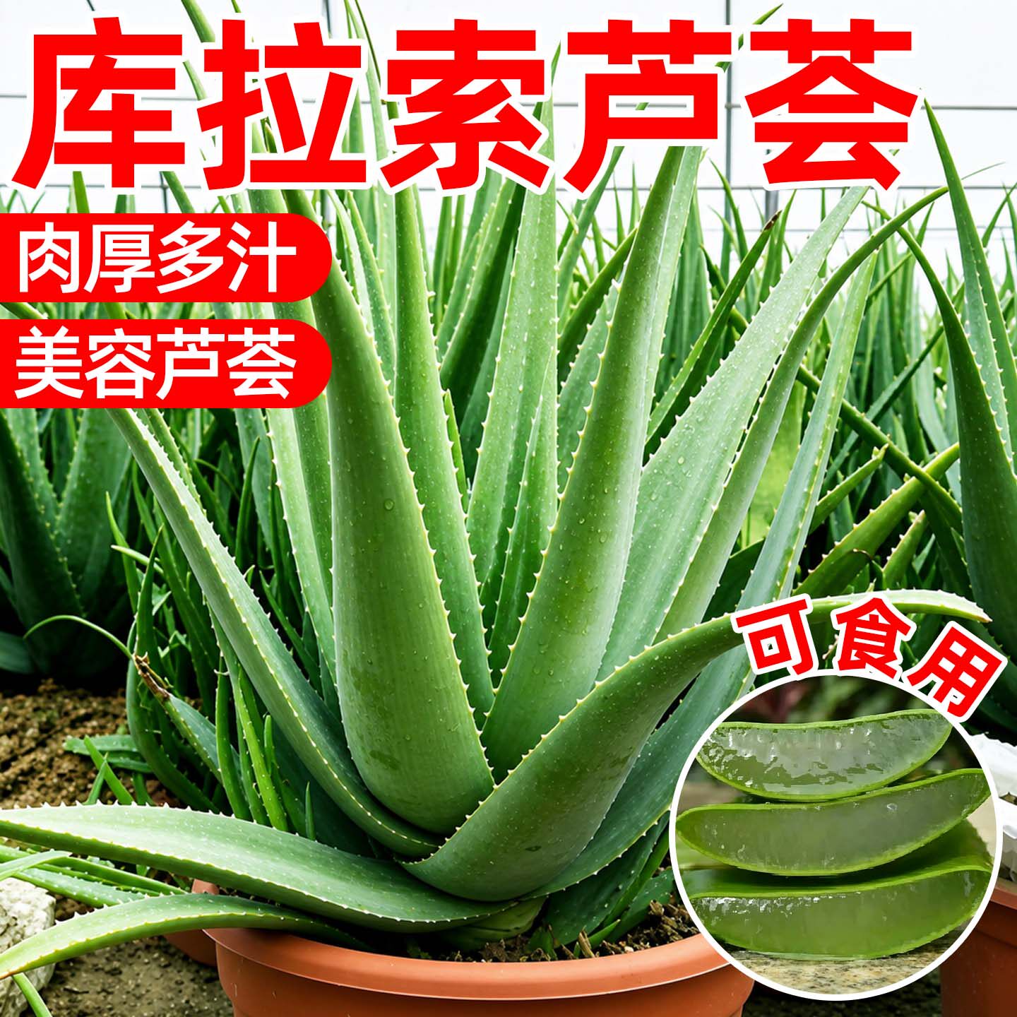 库拉索芦荟盆栽美容芦荟多肉植物可食用灌肤补水室内外绿植易养活