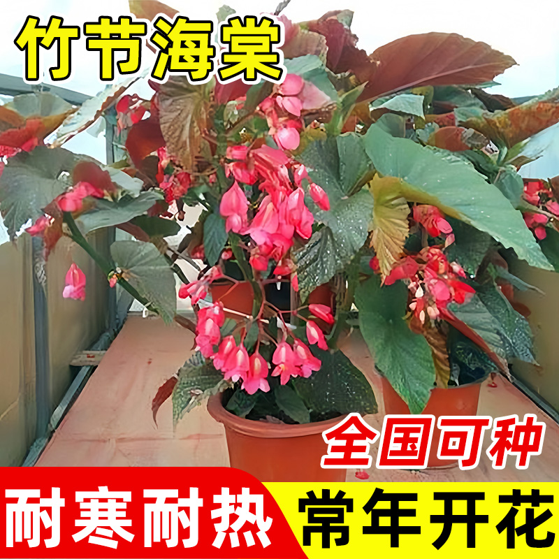 竹节海棠花盆栽室内阳台植物开花