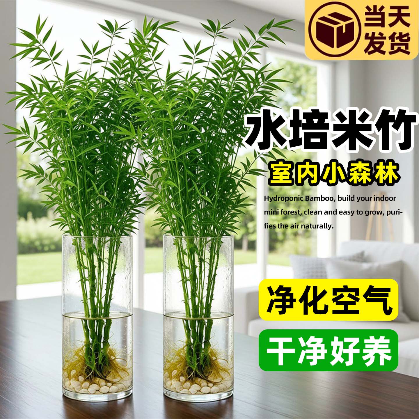 庞贸水培米竹苔藓球室内易养绿植图片