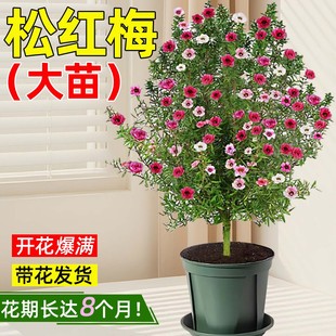 松红梅盆栽室内外阳台庭院老桩多季 开花大苗花卉地栽绿植物带花苞