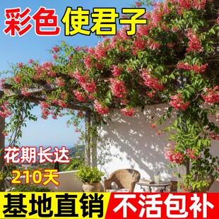 使君子爬藤植物彩色重瓣藤类攀爬花卉室外庭院阳台带花苞耐寒绿植