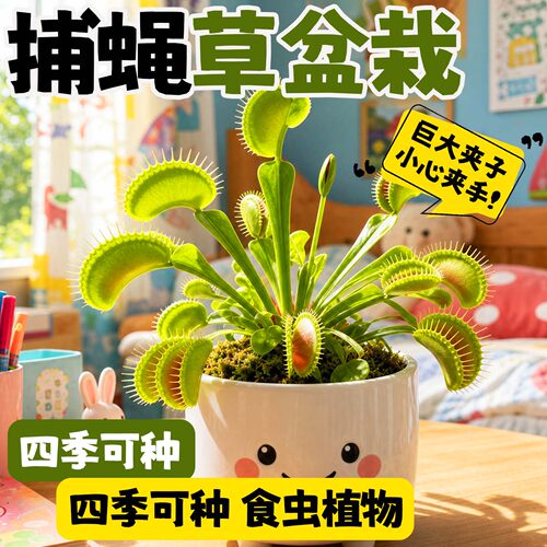 室内桌面食虫植物盆栽懒人好养