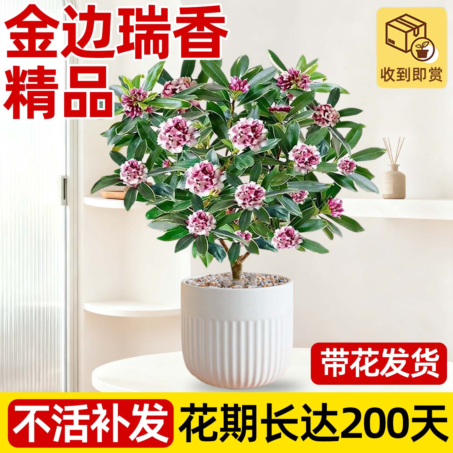 金边瑞香盆栽浓香型带花苞大苗老桩客厅室内花卉四季耐寒植物盆景