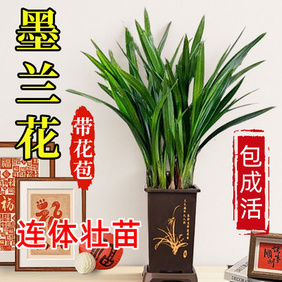 墨兰兰花浓香花卉带花苞四季好养