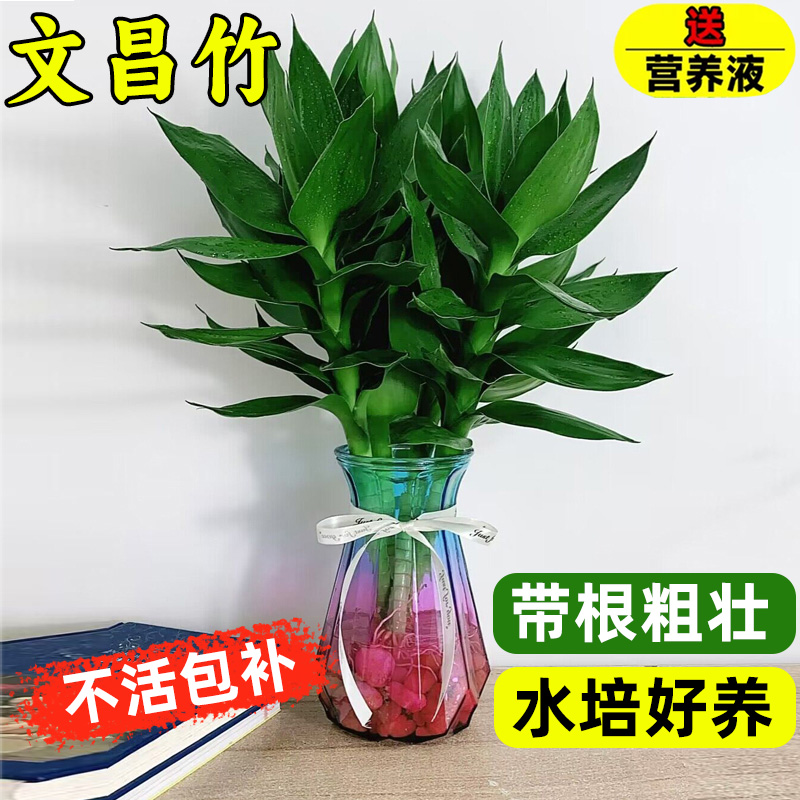 文昌竹富贵竹文昌竹带根水培植物室内办公室桌面大叶观音竹好养活