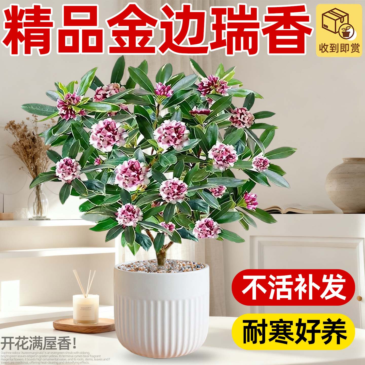 金边瑞香盆栽大苗浓香型带花苞室内客厅阳台年宵花四季花卉绿植物