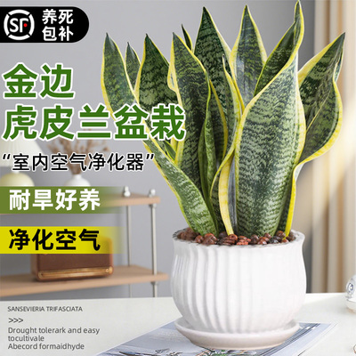 金边虎皮兰盆栽室内桌面四季好养