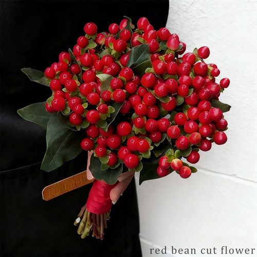 新鲜相思豆红豆花云南基地直发水培植物花卉绿植家用手捧鲜切插花