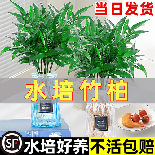 水培竹柏桌面绿植四季好养
