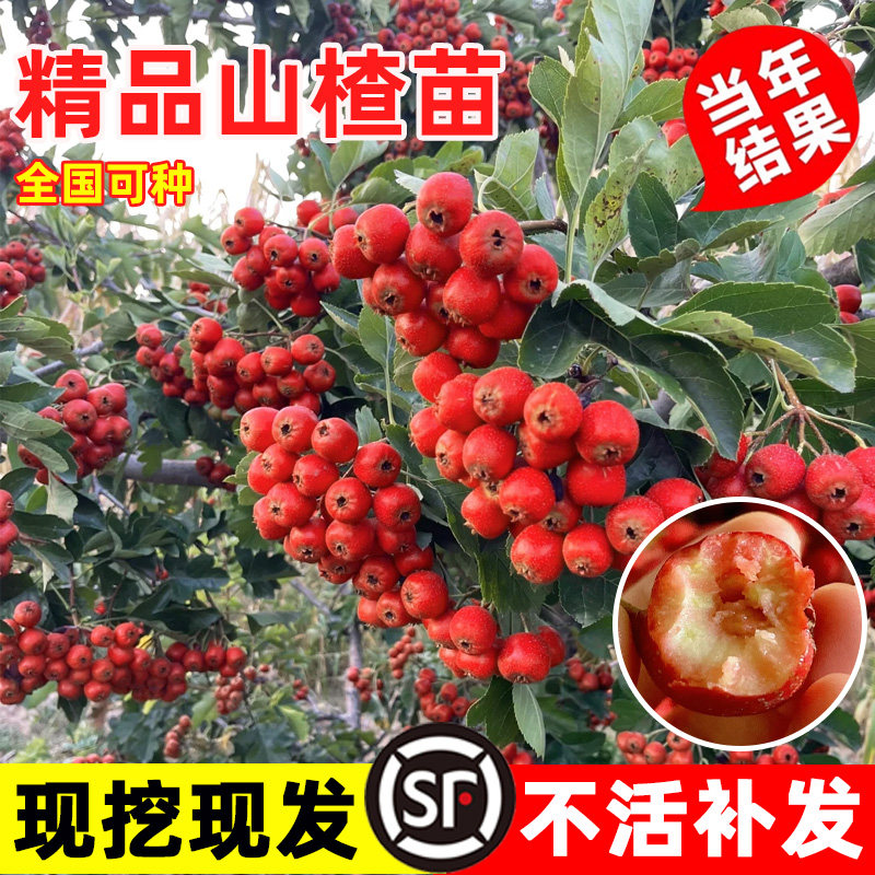 山楂树活苗嫁接苗大五棱山楂树苗盆栽庭院地栽纯甜水果树当年结果