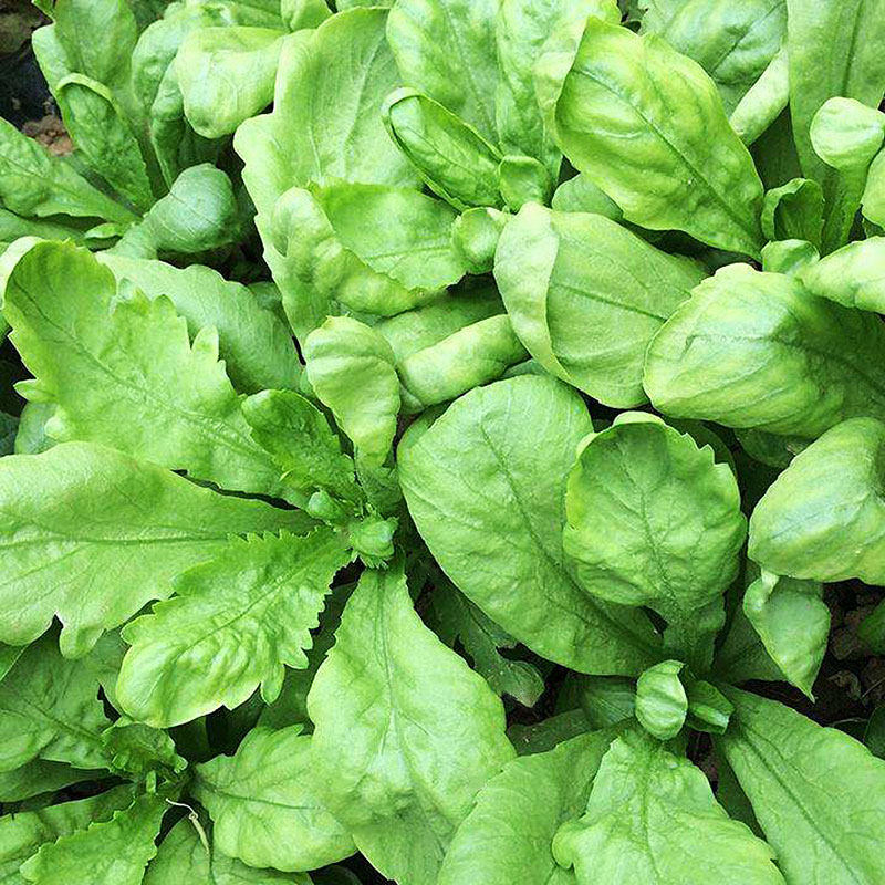 大叶茼蒿种子高产茼蒿菜籽大全盆栽农家秋后菜小叶茼蒿种子四季