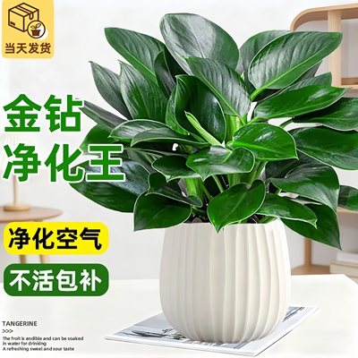 金钻盆栽办公室桌面四季好养绿植