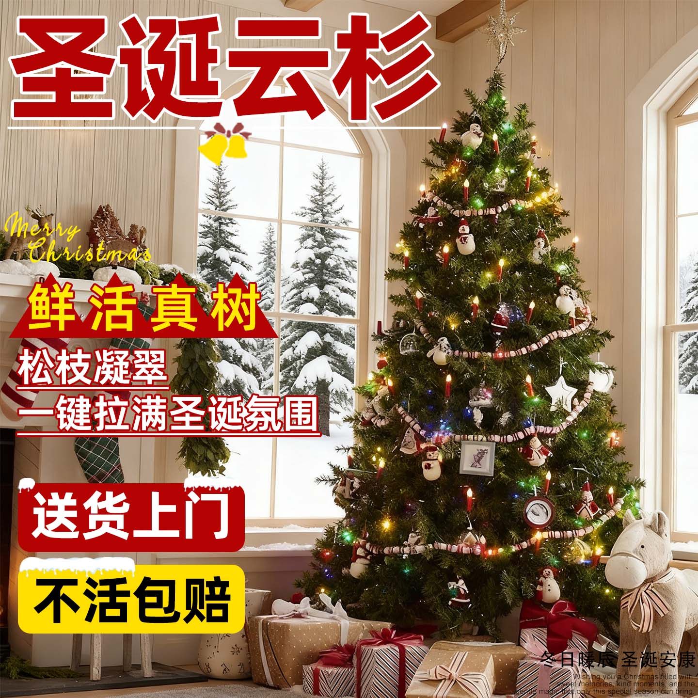 圣诞树真树云杉树室内圣诞树客厅大型绿植落地高级感装饰礼物送礼