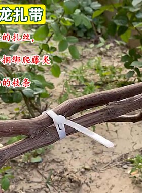 园艺扎带绑扎卡扣条状绿色尼龙束线易拉固定塑料自琐式高强度捆线