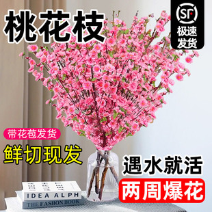 水培鲜切桃花枝带花苞树干枝红梅珍珠李鲜花室内花卉盆栽水养绿植
