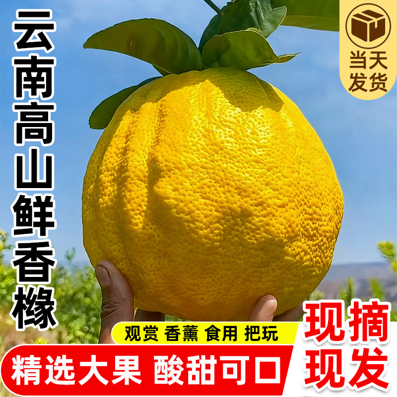 新鲜云南高山特大香橼果佛手香橼果室内香薰清香观赏可食用超大果