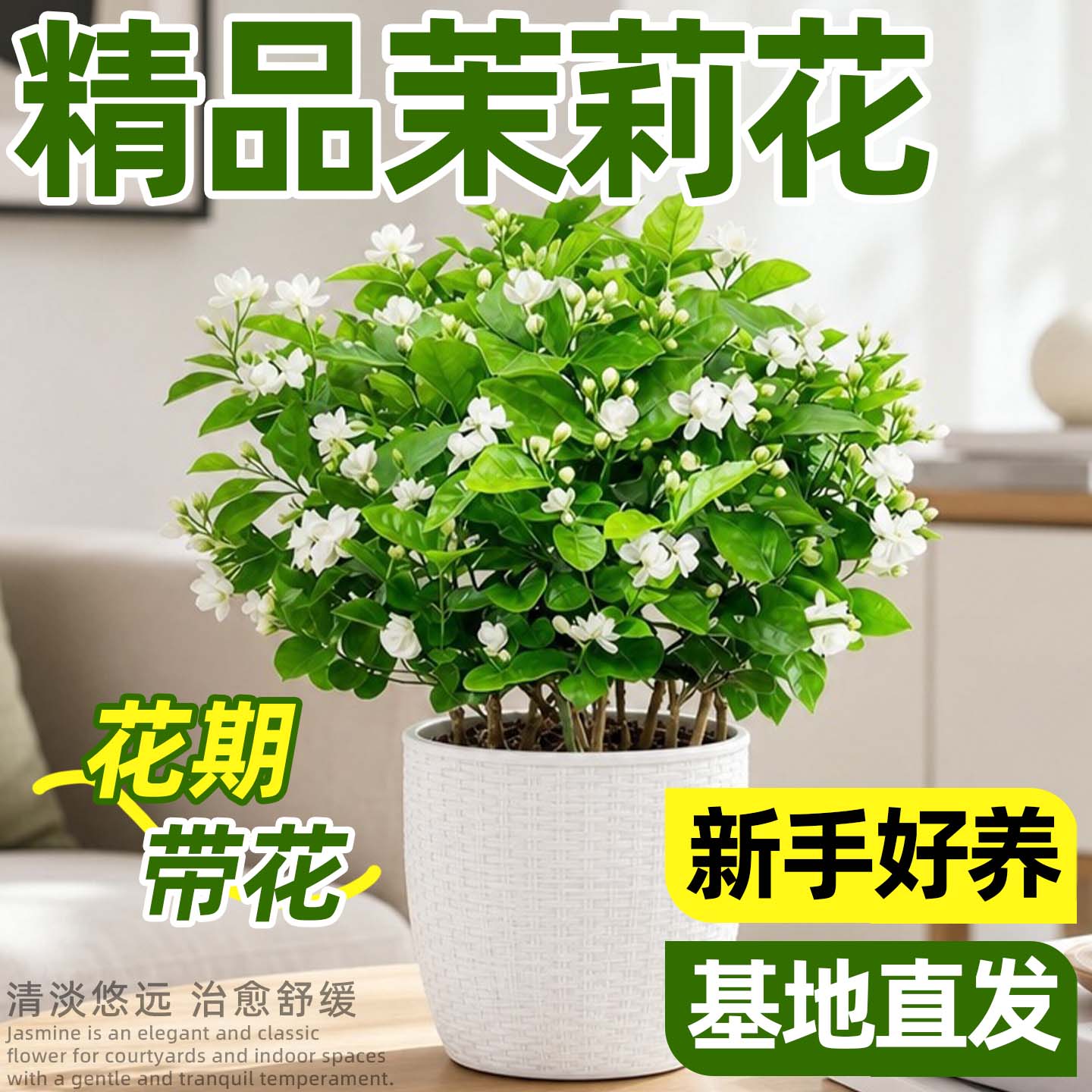 室内阳台茉莉花盆栽好养活图片