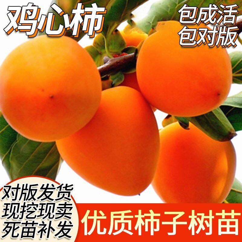 无核鸡心柿苗价格 无核鸡心柿苗图片 星期三