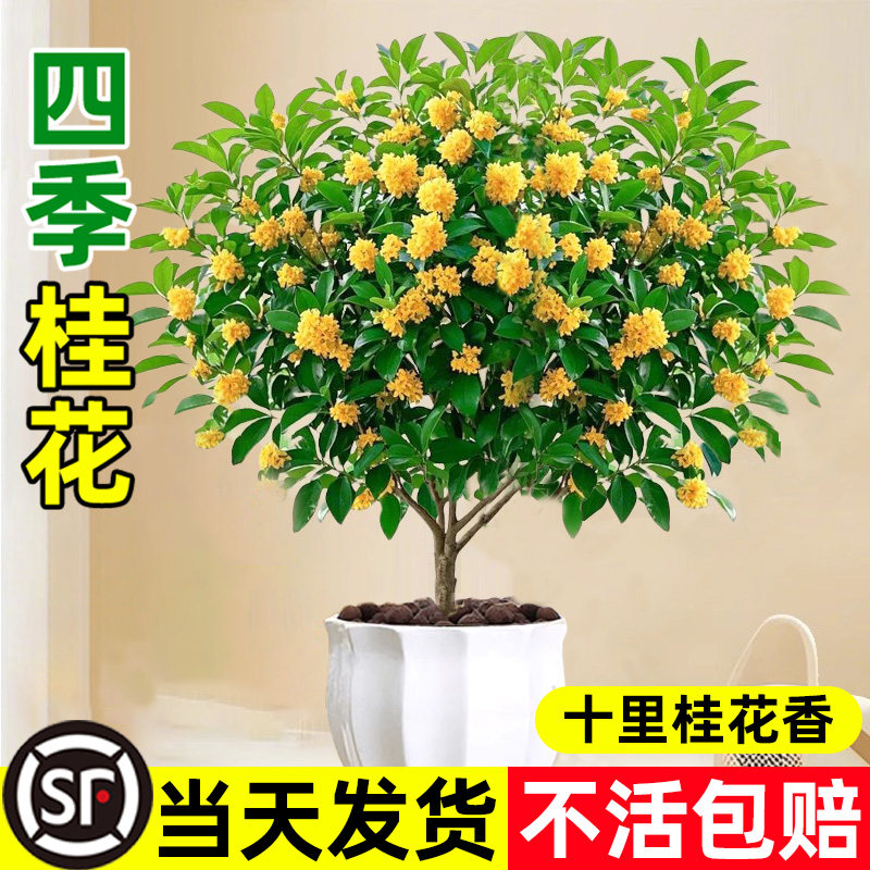 桂花树苗四季桂盆栽室内阳台可食用开花庭院好养活浓香型花卉植物
