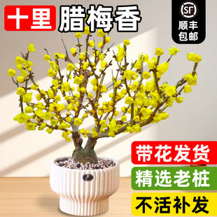 腊梅花树苗盆栽地栽庭院耐寒丛生红梅矮化老桩风景树原生素心蜡梅