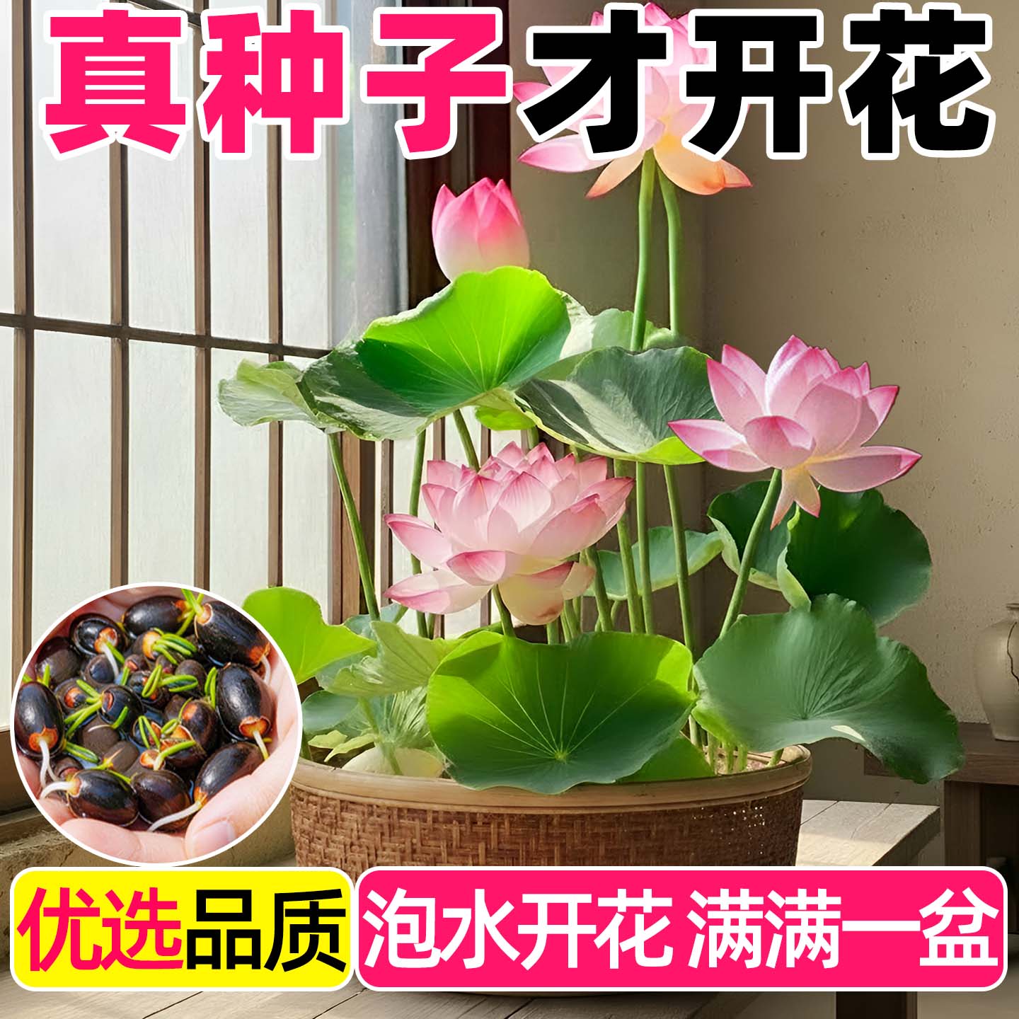 大型荷花藕种盆栽水养花卉植物室外四季莲藕莲花籽观赏种子造景种